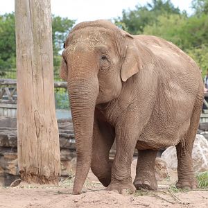 Asian Elephant 'Maya'
