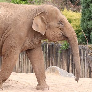 Asian Elephant 'Indali'