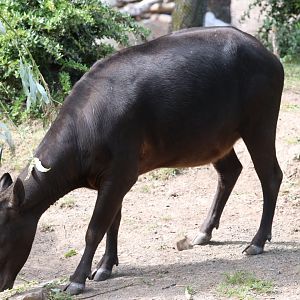 Lowland Anoa