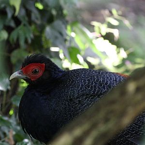 Malayan Crestless Fireback