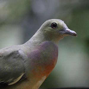 Pink-necked Green Pigeon