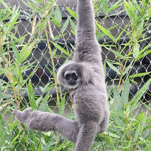 Silvery Gibbon