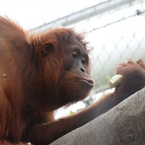 Sumatran Orangutan