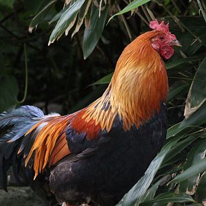Red Junglefowl