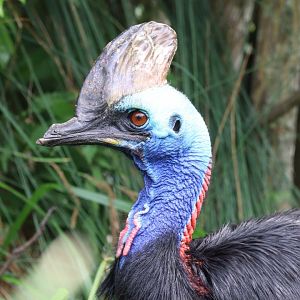 Southern Cassowary