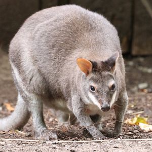 Dusky Pademelon