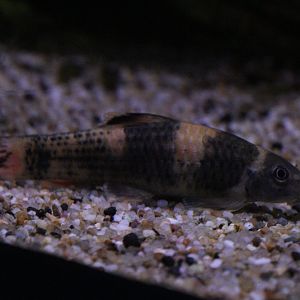 Panda Garra