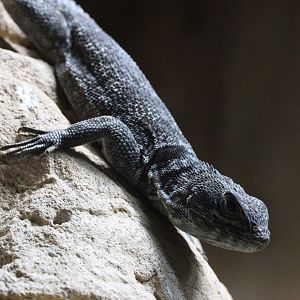 Cuvier's Madagascar Swift