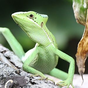 Eastern Casquehead Iguana