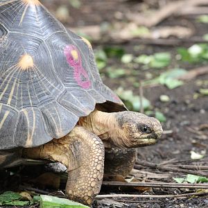 Radiated Tortoise