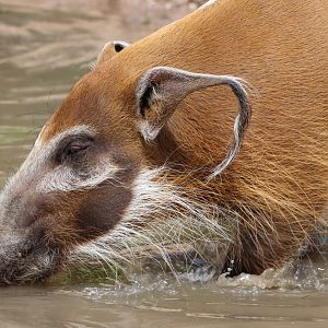 Red River Hog
