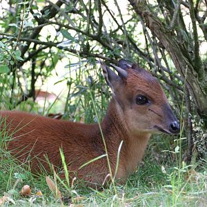 Red Forest Duiker