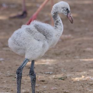 American Flamingo Chick