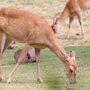 Burmese Brow-antlered Deer