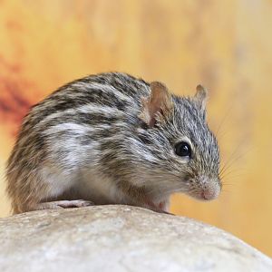 Barbary Striped Grass Mouse