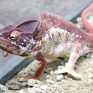 Oustalet's Chameleon