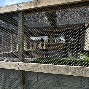 July 2025 - Green Iguana Enclosure