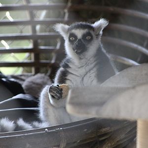 Ring-Tailed Lemur (Lemur catta)