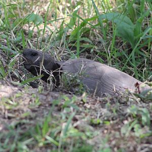 Gopher Tortoise (Gopherus polyphemus)
