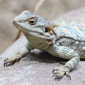 Short-toed Rock Agama