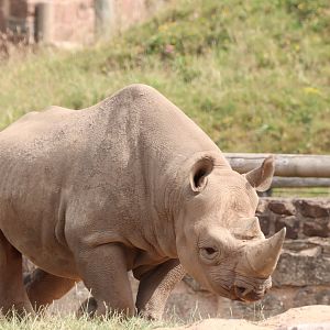 Eeastern Black Rhinoceros