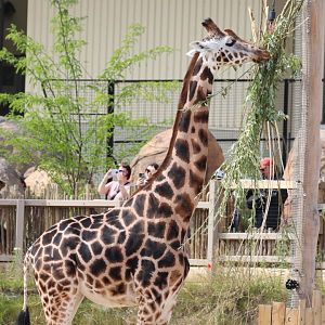 Rothschild's Giraffe