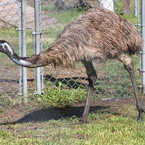 Emu (Dromaius novaehollandiae)