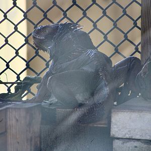 Green Iguana (Iguana iguana)