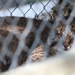 Eastern Bobcat (L. r. rufus)