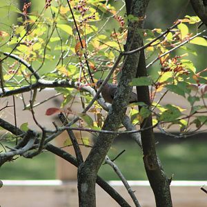 (Wild) Common Ground Dove (Columbina passerina)