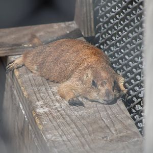 Black-Tailed Prairie Dog (C. ludovicianus)