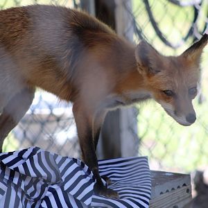 American Red Fox (V. v. fulva)