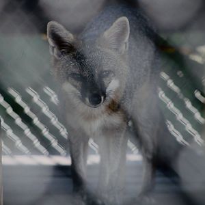 Grey Fox (Urocyon cinereoargenteus ssp.)