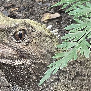 Tuatara