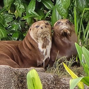 Giant otters