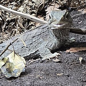 Tuatara