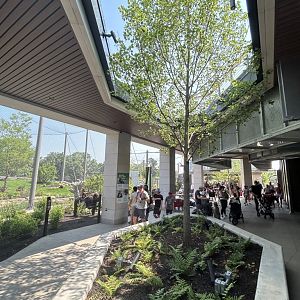 Tropical Forests- Gorilla viewing area