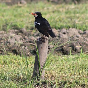 Pied Starling (Gracupica contra floweri)