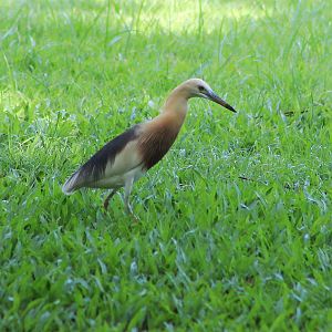 Javan Pond Heron (Ardeola speciosa)