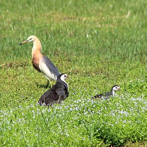 White-breasted Waterhens and Javan Pond Heron