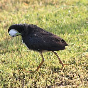 White-breasted Waterhen (Amaurornis phoenicurus)