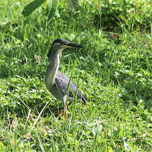 Striated Heron (Butorides striata)