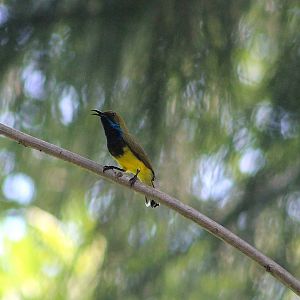 Ornate Sunbird (Cinnyris ornatus)