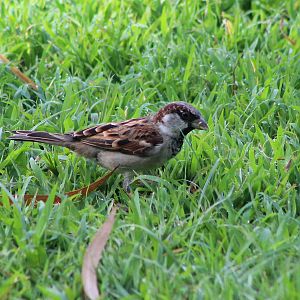 House Sparrow (Passer domesticus indicus)