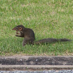 Northern Tree Shrew (Tuapia belangeri)