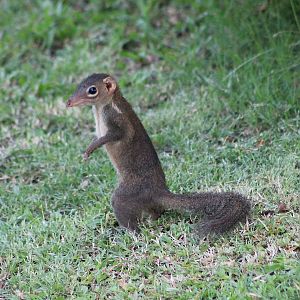 Northern Tree Shrew (Tuapia belangeri)