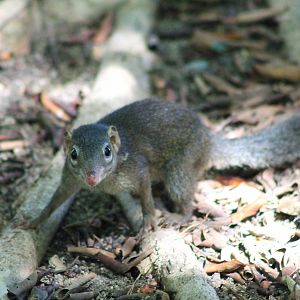 Northern Tree Shrew (Tuapia belangeri)