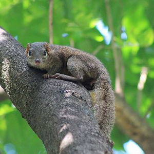 Northern Tree Shrew (Tuapia belangeri)