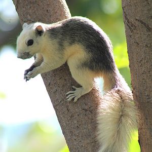 Variable Squirrel (Callosciurus finlaysonii)
