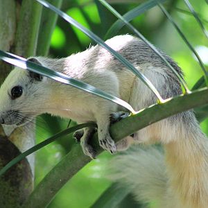 Variable Squirrel (Callosciurus finlaysonii)